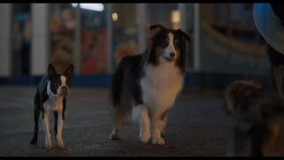 Strays Full movie link below