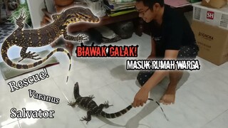 Rescue biawak masuk pemukiman ( Varanus salvator )