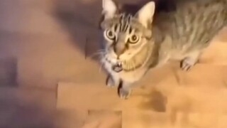 Cat: Đó là cách nó được hát phải không?