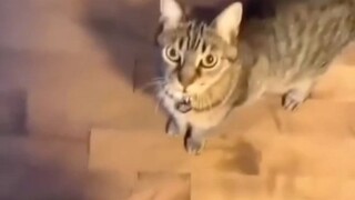 Cat: Đó là cách nó được hát phải không?