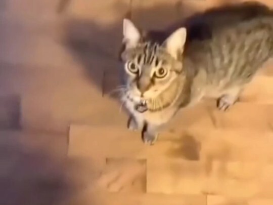 Cat: Is that how it’s sung?