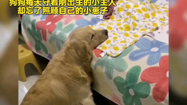 "Momen menghangatkan hati antara manusia dan anjing, anak-anak berbulu ini benar-benar sangat penger