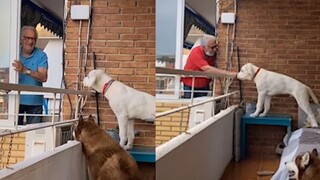 So loving! An 84-year-old grandfather opens the window every day to feed snacks to his neighbor's do