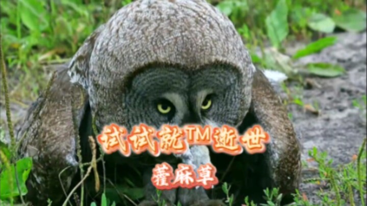 Kecepatan seorang fotografer alam liar bisa menyusul seekor cheetah dewasa.