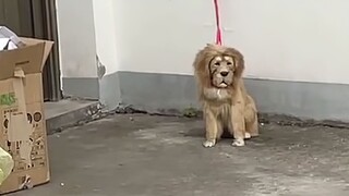 当代网友都养了些什么神兽？
