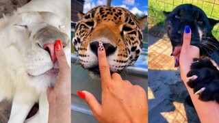 Tertarik untuk menusuk hidung kucing besar?