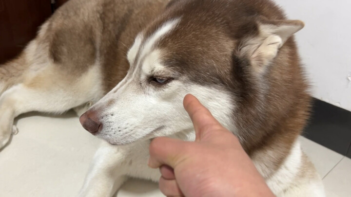 What kind of puppy won’t let you pet its paws? If there is, just give it a good spanking!