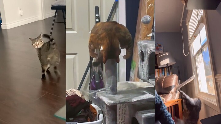 As everyone knows, cats and their tails are two separate beings.