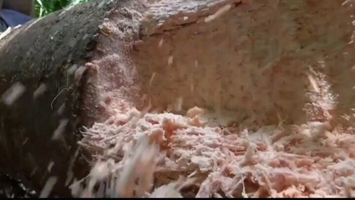 Cây có thể "sản xuất" gạo