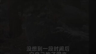 外国网友救助一只猞猁