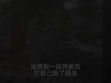 Cư dân mạng nước ngoài cứu một con linh miêu