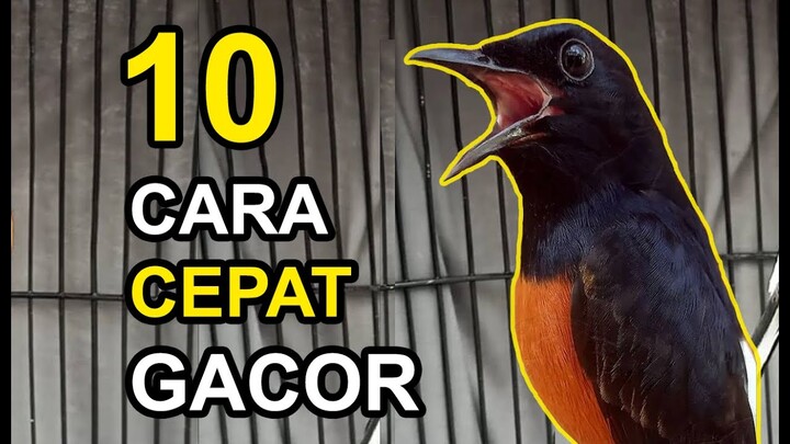 10 Cara Mudah Membuat MURAI BATU Cepat GACOR DAN TAMPIL GANAS!!