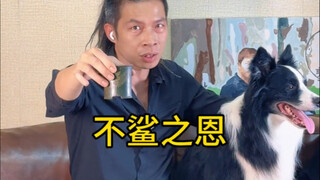 Kalau aku jadi pemilik anjing besar, aku akan membuat mereka ingat selamanya. Kalau kalian?