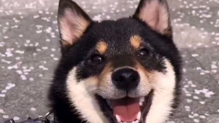 A Little Black Shiba Inu’s Growth Story from Puppy to Adulthood