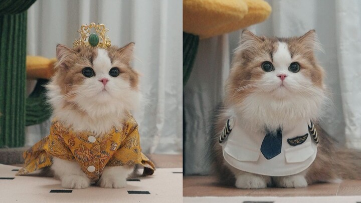 Veteran Cat Model Struts Her Stuff Online