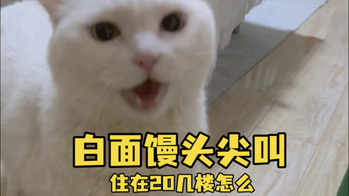 这也能捡到猫？
