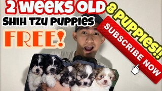 2 weeks old shih tzu puppies! Update!