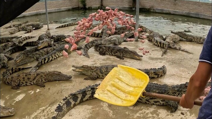คนที่เลี้ยงจระเข้ได้ดีถึงจะเรียกว่าพนักงานเลี้ยงสัตว์ ถ้าเลี้ยงไม่ดีก็แค่พนักงานให้อาหาร