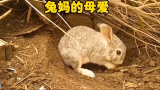 兔妈妈对孩子们的爱，竟然是活埋了它们，你敢相信吗？