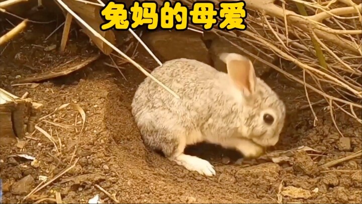 The mother rabbit's love for her children turned out to be burying them alive—can you believe it?