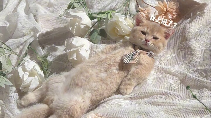 Kitten Tries 100 Jobs: Photographer’s Assistant / Celebrity Photo Shoot Extravaganza!