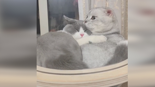 Pertama kali menemani pacar tidur, kucing: "Terharu nggak?" Gak berani gerak, gak berani gerak~