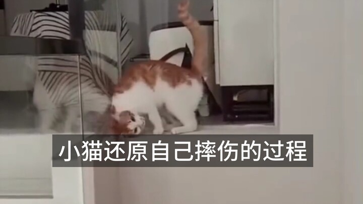Kitten reenacts how it got injured in a fall