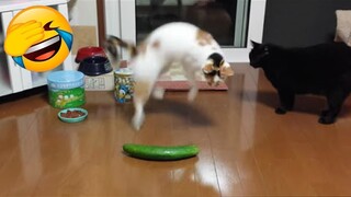 Funny Animal Videos 2023 😂 - Funniest Dogs And Cats Videos 😺😍Scaring Cat With Cucumber