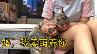 为了我的猫猫们，不得不向现实妥协！