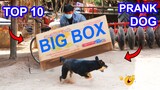 Top 10 Prank Dog! Big Box vs Sleep Dogs - Super Dog Reaction - Try not to laugh 2021