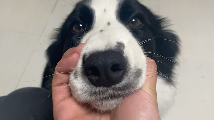 مقاطعة الترنيمة (حلقة الكلب اللعوب)!