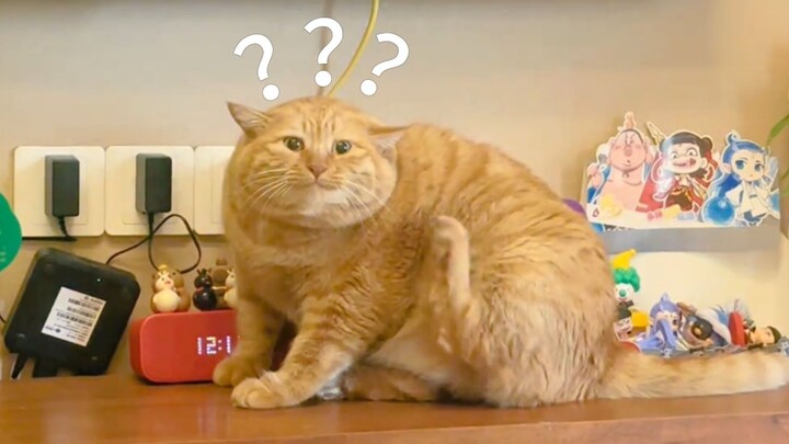 Animal Confusing Behavior Showcase 285