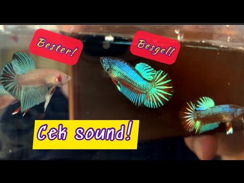 PENAMPAKAN GIANT PENGHUNI EMBER !!!