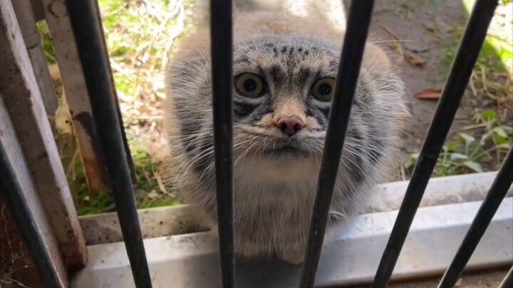 When a chubby Pallas’s cat suddenly comes face-to-face with a stranger, the whole critter’s brain ne