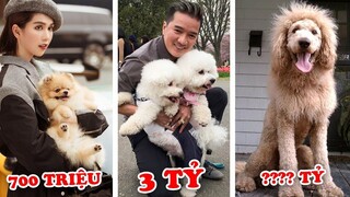 3 Tỷ 1 Con và 7 Con Chó Đắt Nhất Việt Nam Chỉ Nhà Giàu Mới Dám Nuôi