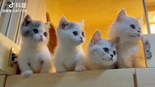🐈 TIKTOK 🐕  #รวมคลิปสัตว์ตลกๆน่ารักๆฮาๆ
