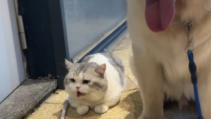 لم أكن أتوقع أن قطتي وكلبي سيتصالحان في مثل هذه الظروف...