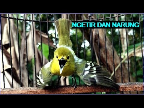 bunyi burung cipoh jantan !!ngetir melihat jantan dan betina