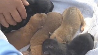 جرو: أمي~ إذا لا نستطيع، فلنترك الحفر إذن