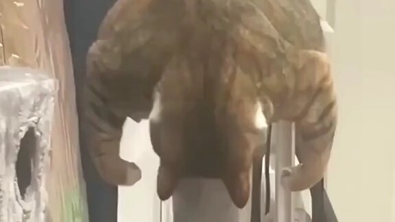 When your protein powder falls into the cat food.