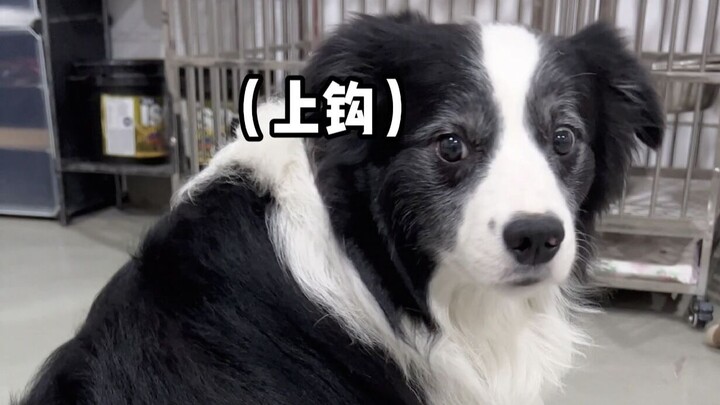 Things That Terrify Border Collies