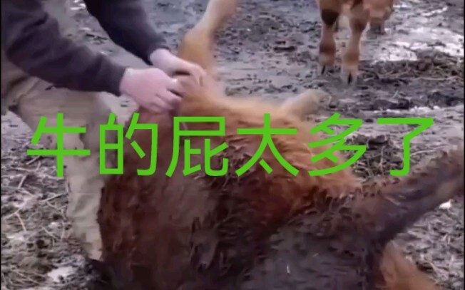 Khi bò xì hơi quá nhiều, người ta xử lý như thế này!