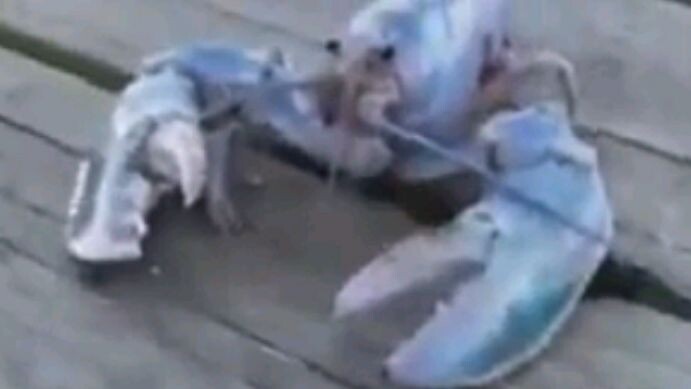 Heboh!!!!seorang nelayan menemukan lobster biru!?😱😱