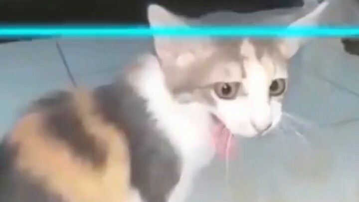 What kind of cat is this?