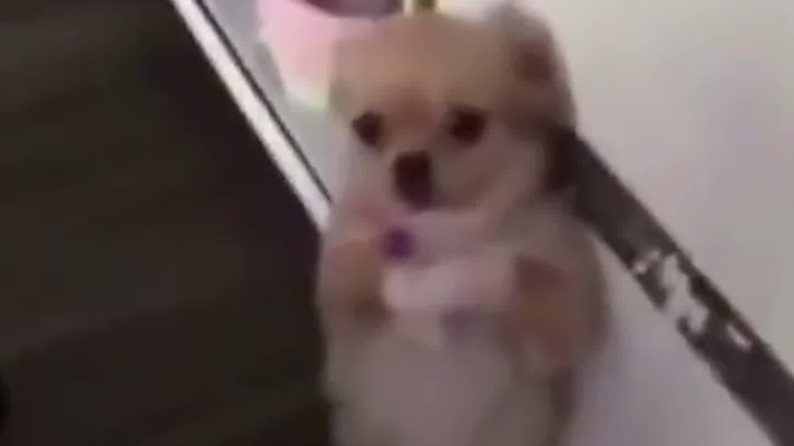 Little dogs really can't stand to see this thing.