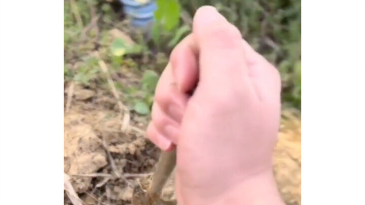 Dad stuck the little shovel in the ground and told the cute baby to shake it first before pulling it