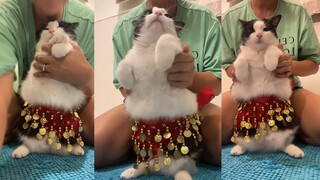 Guest~ Let the cat girl dance a song for you!