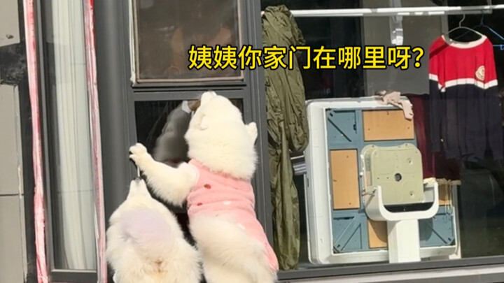 Perjumpaan dua arah antara anak anjing dan manusia!
