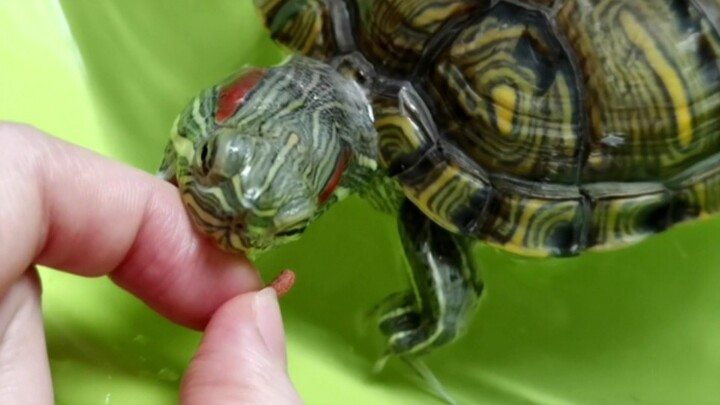 Kura-kura Brazil kami pasti tidak akan menggigit tangan pemiliknya!