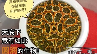 เจ้าตัวนี้...สงสัยพระเจ้าจะเคยจับเล่นมาแล้วสินะ? กลมมนจนถึงขีดสุดเลยทีเดียว